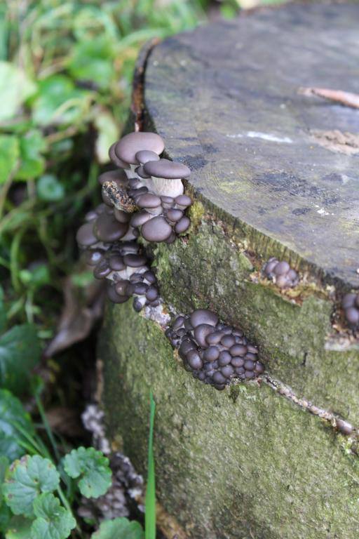 Detail naočkování hlívy pod pokličku pomocí zrnité sadby